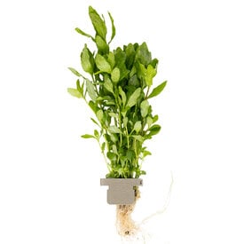Tropica Hygrophila polysperma