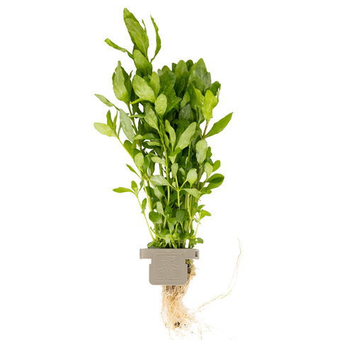 Hygrophila polysperma