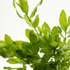 Hygrophila polysperma