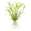 Juncus repens