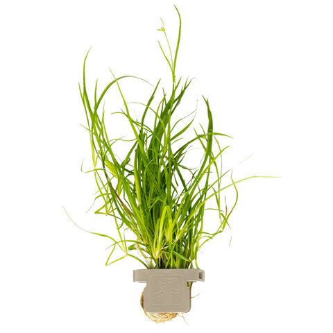 Juncus repens