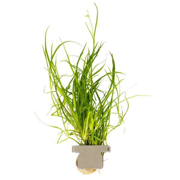 Tropica Juncus repens