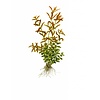 Rotala rotundifolia
