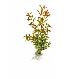 Tropica Rotala rotundifolia - Copy