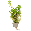 Rotala rotundifolia