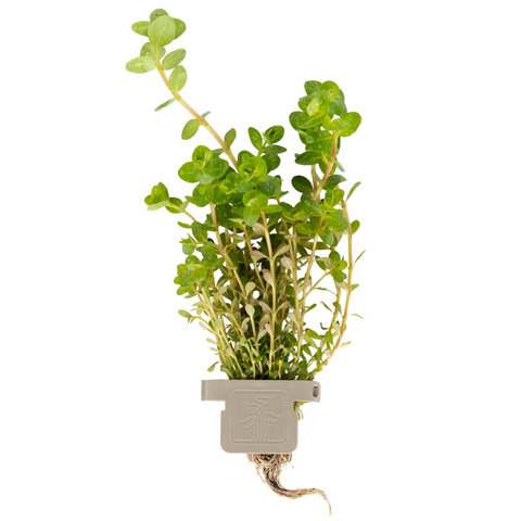 Rotala rotundifolia
