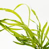 Pogostemon quadrifolius