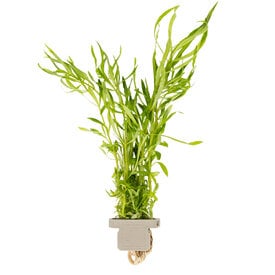 Tropica Pogostemon quadrifolius
