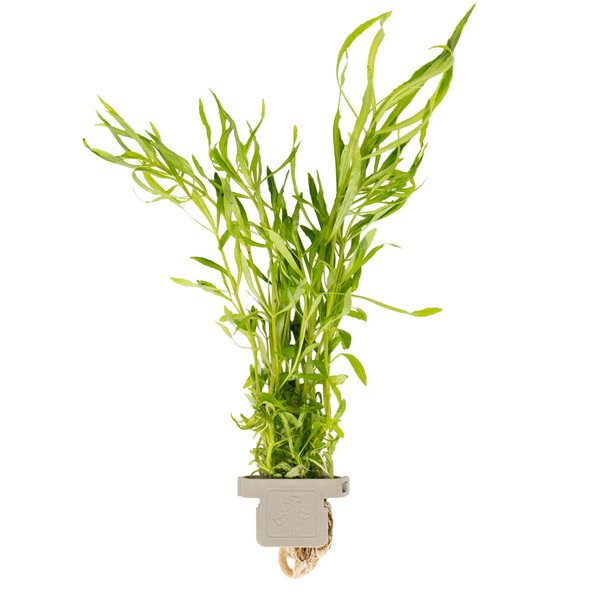 Tropica Pogostemon quadrifolius