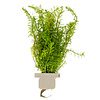 Myriophyllum mattogrossense