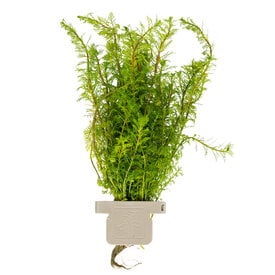 Tropica Myriophyllum mattogrossense