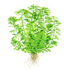 Myriophyllum mattogrossense