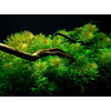 Myriophyllum mattogrossense