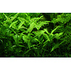Hygrophila polysperma