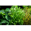 Microsorum pteropus 'Windeløv' - InVitro
