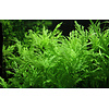 Hygrophila difformis - InVitro