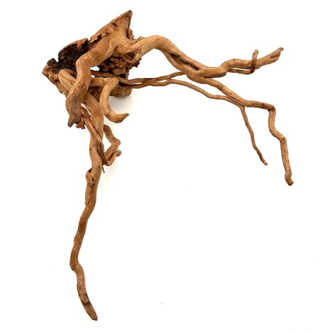 Rote Moorwurzel #15 (43x29x23 cm)