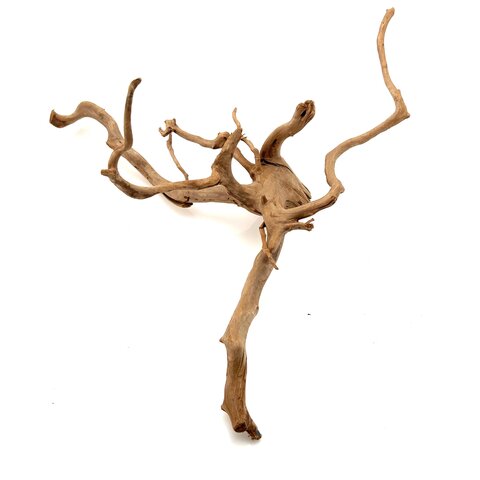 Rote Moorwurzel #21 (53x47x23 cm)
