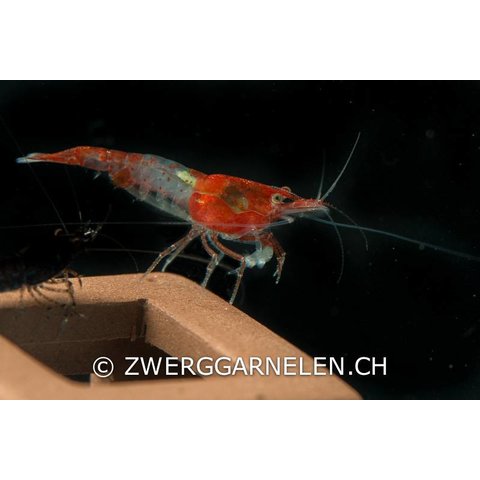 Red Rili - Neocaridina davidi var. rili