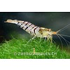 Tigergarnelen - Caridina mariae