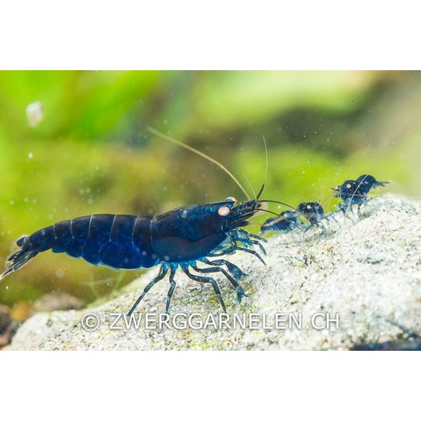 Garnelenmarkt Royal Blue Tiger - Caridina cf cantonensis