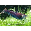Blue Tiger - Caridina mariae