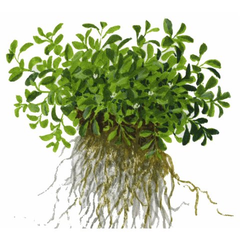 Glossostigma elatinoides - InVitro