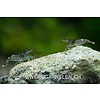 Blue Bee - Paracaridina sp.