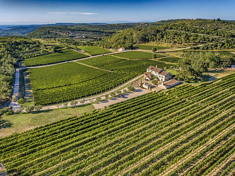 Wine region Istria