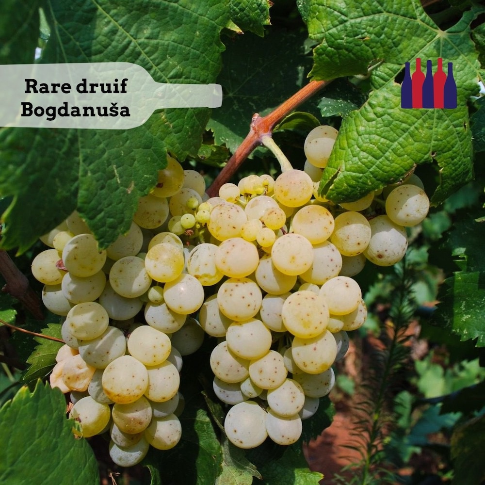 Rare druiven serie: Bogdanuša