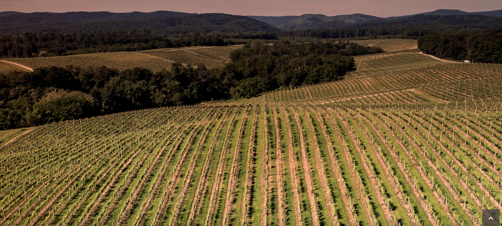 Wine region Slavonija