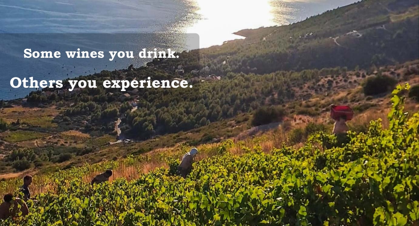 Wijn met een verhaal uit Kroatie