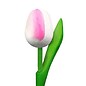 wooden tulips in the color white-pink