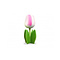  Wit - roze houten tulp op blad