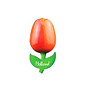 wooden tulip on a magnet orange