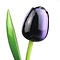  Wooden Tulip Dark Purple