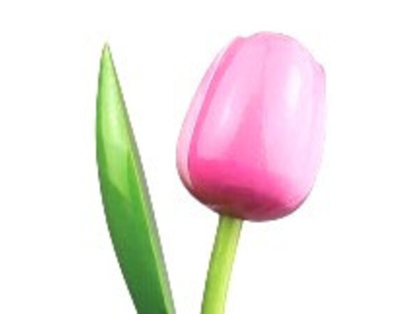 Houten Tulpen in Rose - Witte