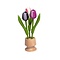  3 wooden tulip on one foot in the color dark purple-purple-white rose