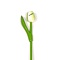  Houten tulp met tekst 20 cm