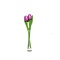  Lila Tulpen aus Holz in einer Glasvase