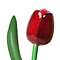 Red wooden tulip 180cm