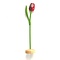  Holztulpen mit Logo auf Sockel 35cm