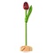  Rode Kleine Houten Tulp op Voetje
