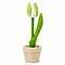  Witte houten Tulp in een Potje