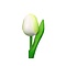  Hölzerne Tulpe weiß 20cm