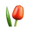  houten tulpen in de kleur oranje