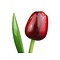  Houten tulpen rood