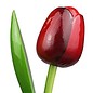 Houten tulpen rood