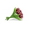  Bouquet Rote Holz Tulpen