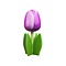  Purple wooden tulip on a leaf